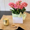 WGV Ceramic Cube Vase Bulk Width 6.5" Height 6" (Fits