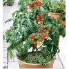 Masterblend Tomato Vegetable, Herb, Professional Fertilizer Kit 5lbs SHIPS FREE