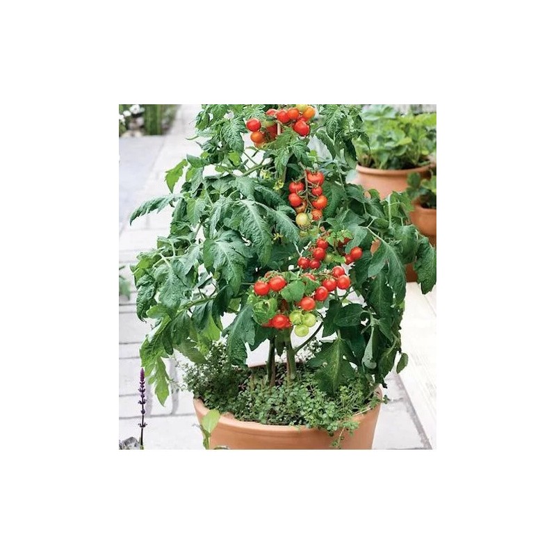 Masterblend Tomato Vegetable, Herb, Professional Fertilizer Kit 5lbs SHIPS FREE