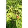TooGet Scented Natural Red Rose Bud Rose Petals Dried Flowers