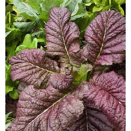 2000 Japanese Red Giant Mustard Seeds for Planting Heirloom Non GMO 4+ Grams Garden Vegetable Bulk Survival Microgreems Mustard Sprouts