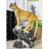 Mountain Lion Cougar Standing On Edge of Snow Capped Rock