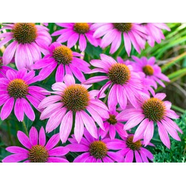 Purple Coneflower Flower Seeds - 1,000+ Seeds - Made in USA, Ships from Iowa.