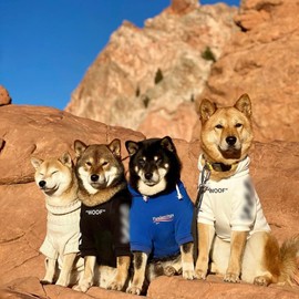 ChoChoCho Stylish Streetwear Blue Dog Sweatshirt Tracksuits, Cats Hoodies, Dog Outfit for Cat Puppy Small Medium (XL)