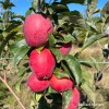 Santiam Red Gala Apple Tree on M7, bare root, excellent