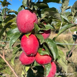 Santiam Red Gala Apple Tree on M7, bare root, excellent disease resistance