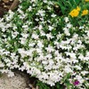 Outsidepride 5000 Seeds Annual White Lobelia Ground Cover Seeds for