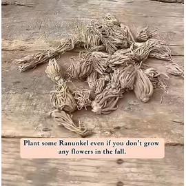 Ranunculus Bulbs for Planting - Ranunculus Flower Seeds - 25 Purple Shade Ranunculus Corms for Planting - Ranunculus Peonies Bulbs for Planting - Easy to Grow - 25 Bulbs per Pack, Purple Flowers