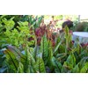 Seeds Sorrel Bloody Dock Red Herb Heirloom for Planting Non