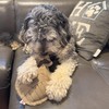 SPOT Dura-Fused Leather Raccoon Dog Toy – Real Leather &