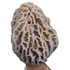 Garden Morel Mushroom Grow Kit - MOREL HABITAT KIT ®