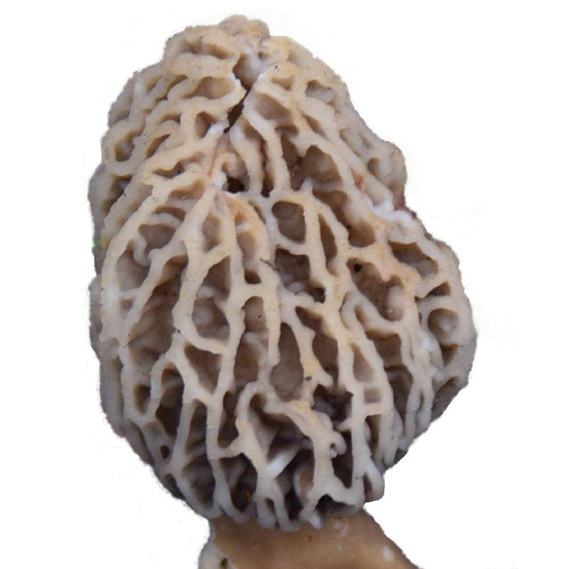 Garden Morel Mushroom Grow Kit - MOREL HABITAT KIT ®