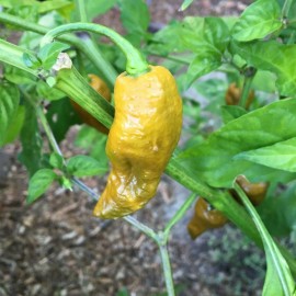 Tyler Farms 10+ Gold Ghost (Bhut Jolokia) Pepper Seeds | Hot, exotic chili, chile | Non GMO
