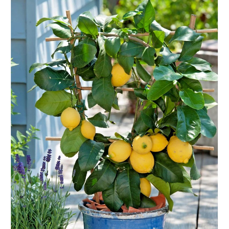 Garden State Bulb Meyer Lemon Tree - Live Citrus Plant