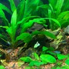 Java Fern Tropical Freshwater Live Aquarium Plant Decorations 3 Days