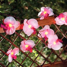 Solar Orchid String Lights 12.5ft 10 LED Orchid Flower Solar Fairy Lights Outdoor Lighting for Tree Garden Home Ambiance Wedding Yard Party Patio Holiday Decor (Warm White)