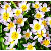 Crocus Bulbs White Yellow Purple Lilac Green Fall Plant Spring