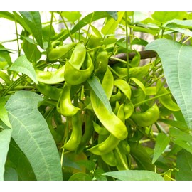 TomorrowSeeds - Christmas Lima Bean (Pole) Seeds - 20+ Count - for 2025 Planting Red Speckled Large Pods Heat Tolerant Chestnut Calico Cranberry Butter Green Vegetable Grow Your Own Home Farm Patio