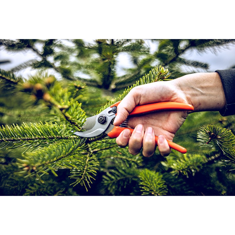 Original Löwe Shears