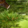 Essential Oils Set-Essential Oils- Perfect for Diffuser,Candle Making,Soap Making -Eucalyptus,