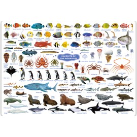The Access Aquarium Popular English Version ajiki
