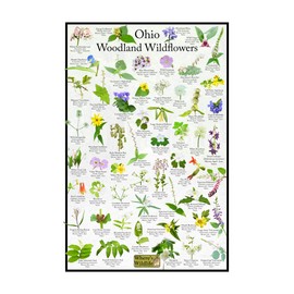 Ohio Woodland Wildflower Identification Chart | Picture ID Poster for Common Forest Flowers (8" x 12")