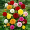 CEMEHA SEEDS - Seeds Dahlia Ball Pompon Mix Annual Flowers