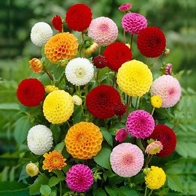 CEMEHA SEEDS - Seeds Dahlia Ball Pompon Mix Annual Flowers