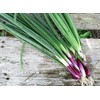 Seeds Red Welsh Onion Bunching Non GMO Vegetable for Planting