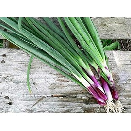 Seeds Red Welsh Onion Bunching Non GMO Vegetable for Planting