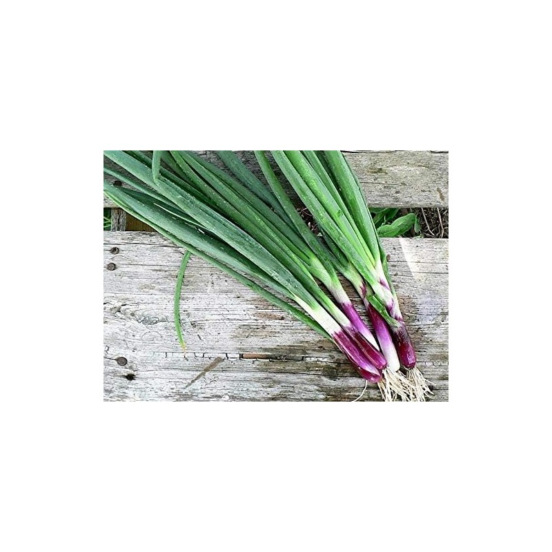 Seeds Red Welsh Onion Bunching Non GMO Vegetable for Planting