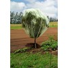 Tierra Garden 50-3540 Haxnicks 9.8' x 9.8' Fruit Tree Cover,