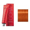 Tinte Schwarzkopf Professional Igora royal Reds tono 8-77 para cabello