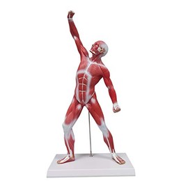 Ultrassist Human Muscle Figure, 20â Miniature Anatomy Muscular Model, Ideal Displaying & Visualizing Model of Superficial Structure of Human Muscle Body, 3 Years Warranty