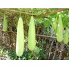22Day Seeds: Seeds Long Gourd/Green Calabash/Non GMO/Heirloom