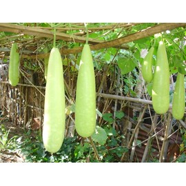 22Day Seeds: Seeds Long Gourd/Green Calabash/Non GMO/Heirloom