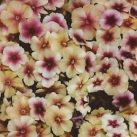40+   PHLOX CHERRY CARAMEL Fragrant  Perennial Heirloom Flower Seeds