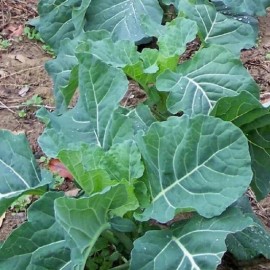 Seed Savvy 200+ seeds, Collard Seeds - Georgia Southern, heirloom, open pollinated, Non-GMO