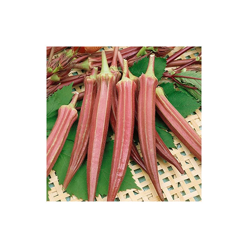 Jing Orange Okra Seeds - 1 Oz ~500 Seeds -