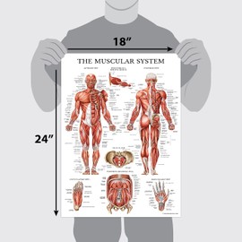 Palace Learning 4 Pack - Anatomical Poster Set - Laminated - Muscular, Skeletal, Dermatomes, Disorders of the Spine - Anatomy Chart Set (LAMINATED, 18” x 24”)