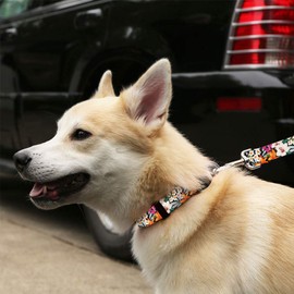 Cute Floral Dog Collar and Leash - Waterproof Colorful Female Dog Collar and Dog Leash, Wide Range of Sizes for Every Dog