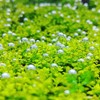 Hemianthus Callitrichoides Dwarf Baby tears Tissue Culture Vitro Cup Freshwater