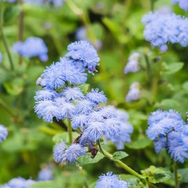 Ageratum Seeds Floss Flower Annual Cut Flowers Attract Butterflies Deer Rabbit Resistant Low Maintenance Bed Border Edging Outdoor 250Pcs Flower Seeds by YEGAOL Garden
