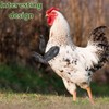 CATOR Strong Combat Chicken Arms - schelmisches Hühnerarmspielzeug - Lustiges