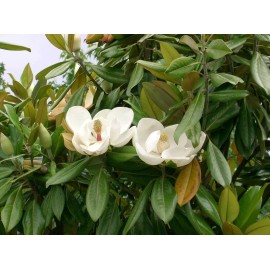 Buy Rare Seeds Magnolia grandiflora | Southern Magnolias | Bull Bay | 10_Seeds