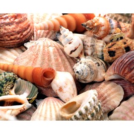 Sea Shells 504 Piece Jigsaw Puzzle 16" X 20"
