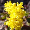 Palm Beach Medicinal Herbs - Tall Oregon Grape (Mahonia aquifolium)