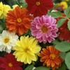 Outsidepride Dahlia Unwin Bedding - 500 Seeds