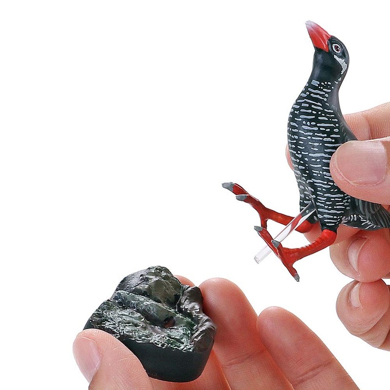 Carolata Yanbaru Biological Box (3D Picture Book), Birds, Insects, Reptiles,