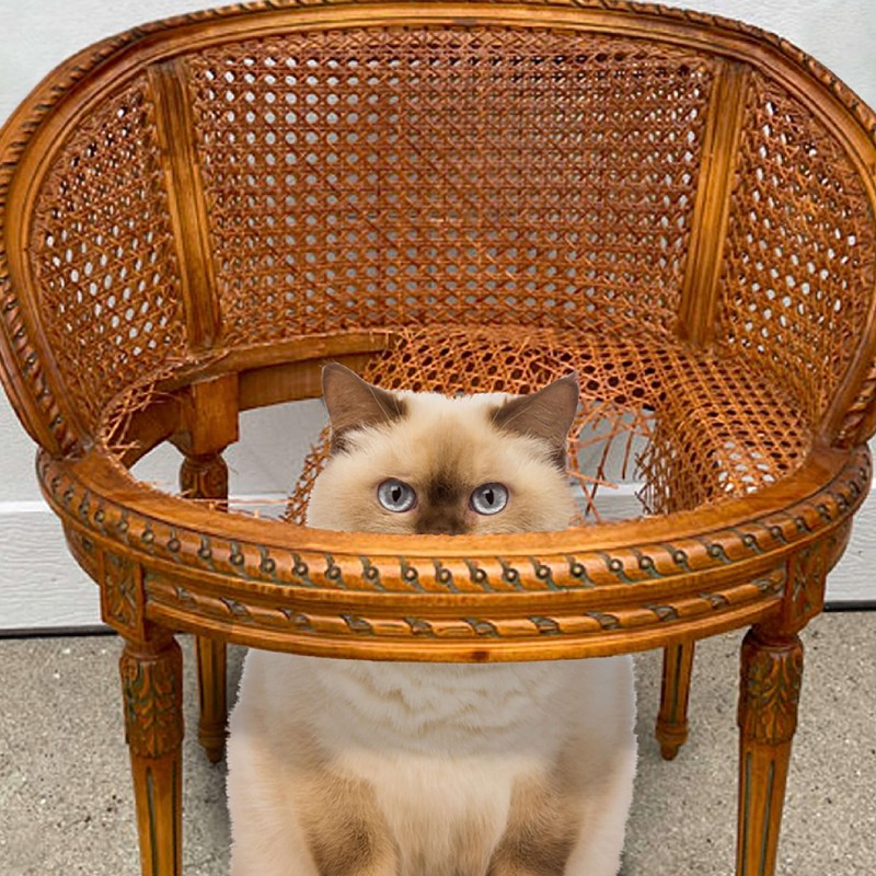 Fromm Healthy Weight Gold Chicken & Duck Pate Cat Food